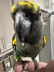 birds rehome - Photo 9