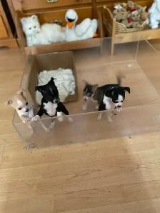 chihuahuas tiny boys. ready to go now. Chilliwack.