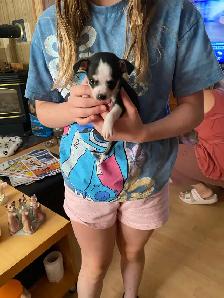 chihuahuas tiny boys. ready to go now. Chilliwack. - Photo 2