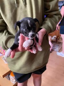 chihuahuas tiny boys. ready to go now. Chilliwack. - Photo 3