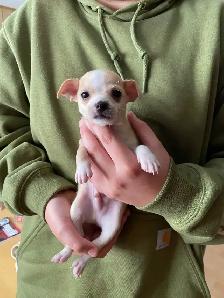 chihuahuas tiny boys. ready to go now. Chilliwack. - Photo 4