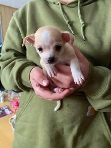 chihuahuas tiny boys. ready to go now. Chilliwack. - Photo 5