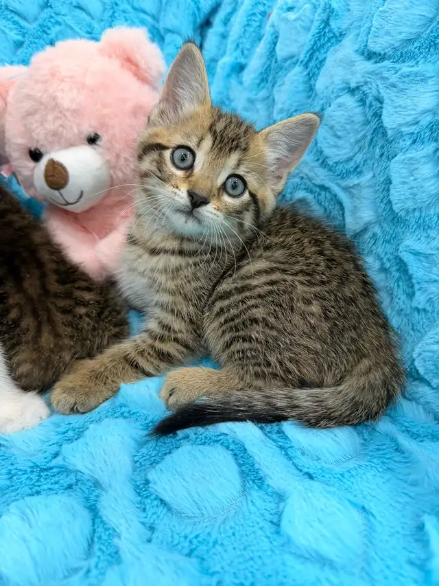 •••⭐️❤️BengalxSiberian Kittens ❤️⭐️•••(647) 362-8118
