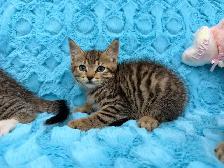 •••⭐️❤️BengalxSiberian Kittens ❤️⭐️•••(647) 362-8118 - Photo 2