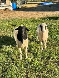 2 Ram Lambs