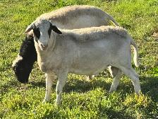 2 Ram Lambs - Photo 2
