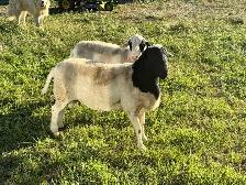 2 Ram Lambs - Photo 3