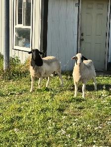 2 Ram Lambs - Photo 4