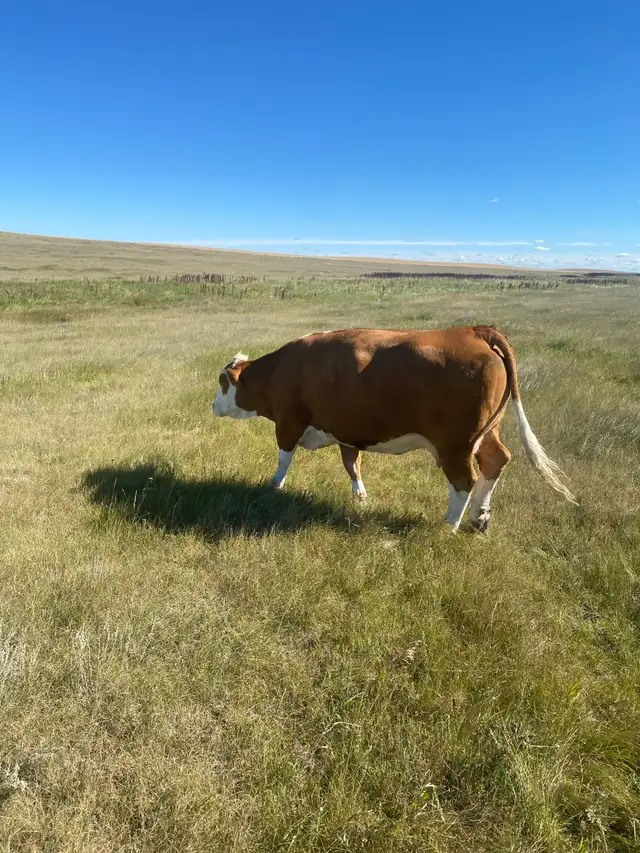 cow/calf pair for sale