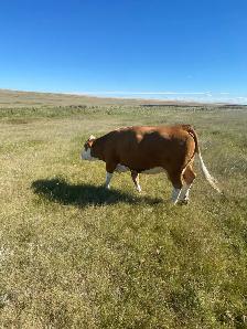 cow/calf pair for sale