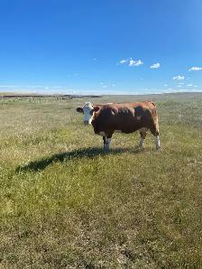 cow/calf pair for sale - Photo 2