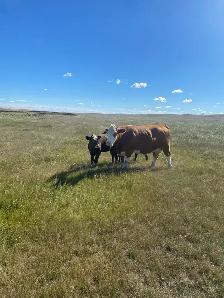 cow/calf pair for sale - Photo 3