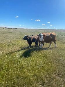 cow/calf pair for sale - Photo 4