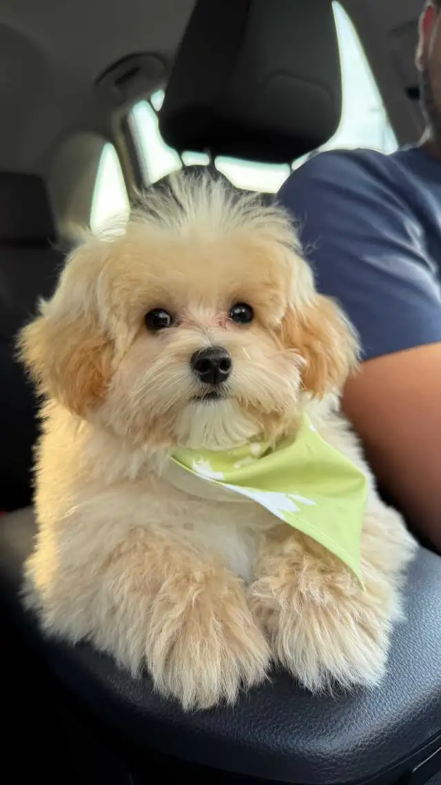 Maltipoo Puppy for Rehoming – Vet Checked & Vaccinated