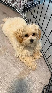 Maltipoo Puppy for Rehoming – Vet Checked & Vaccinated - Photo 2