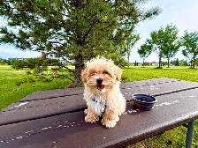 Maltipoo Puppy for Rehoming – Vet Checked & Vaccinated - Photo 3
