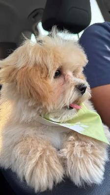 Maltipoo Puppy for Rehoming – Vet Checked & Vaccinated - Photo 4