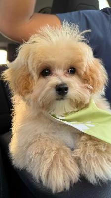 Maltipoo Puppy for Rehoming – Vet Checked & Vaccinated - Photo 5