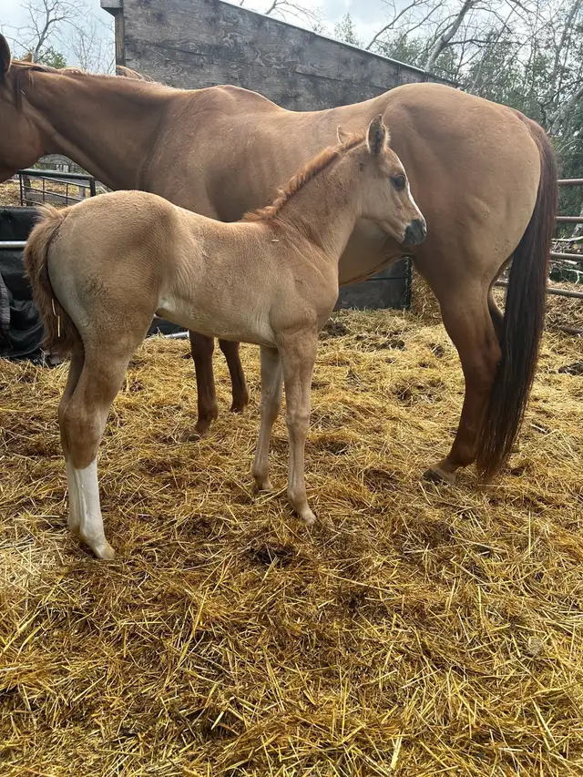 QH Rope/Breakaway/Barrel/Cowhorse Prospect