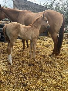 QH Rope/Breakaway/Barrel/Cowhorse Prospect
