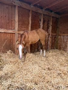 QH Rope/Breakaway/Barrel/Cowhorse Prospect - Photo 2
