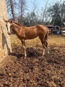 QH Rope/Breakaway/Barrel/Cowhorse Prospect - Photo 3