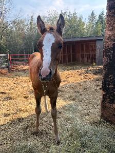 QH Rope/Breakaway/Barrel/Cowhorse Prospect - Photo 4