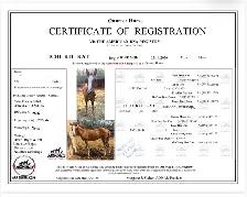 QH Rope/Breakaway/Barrel/Cowhorse Prospect - Photo 5
