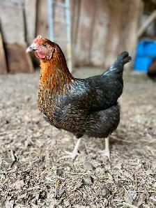 Farm Fresh Eggs - Photo 3