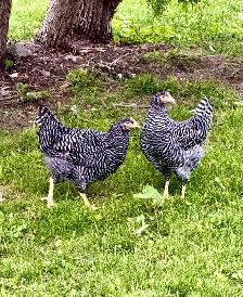 Farm Fresh Eggs - Photo 4