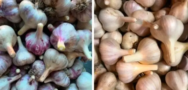 Garlic (Music and Red Russian)