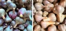 Garlic (Music and Red Russian)