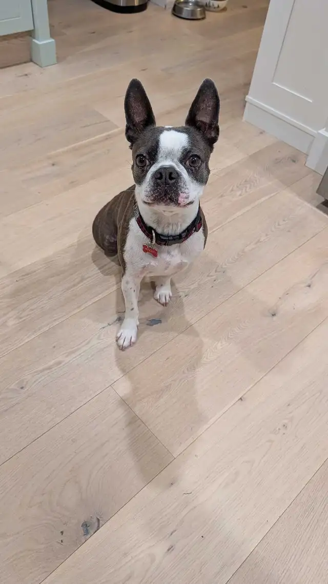 Boston Terrier - rehoming