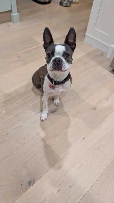 Boston Terrier - rehoming