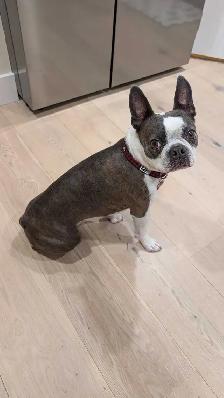 Boston Terrier - rehoming - Photo 2
