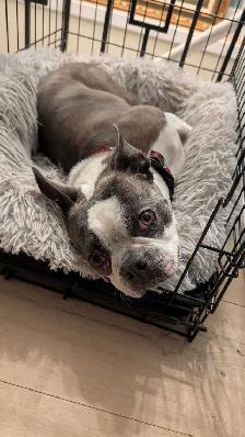 Boston Terrier - rehoming - Photo 3