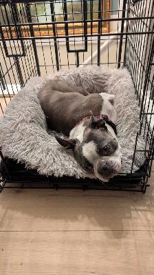 Boston Terrier - rehoming - Photo 4