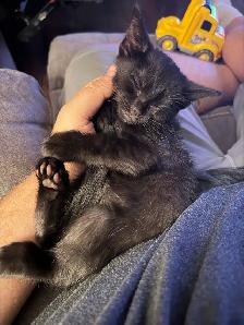 two adult female cats and kittens for free