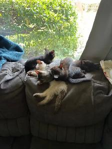 two adult female cats and kittens for free - Photo 2