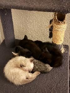 two adult female cats and kittens for free - Photo 4