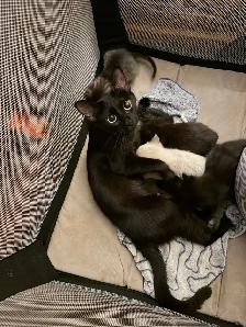 two adult female cats and kittens for free - Photo 5