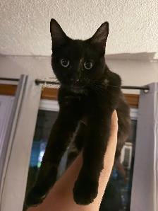 two adult female cats and kittens for free - Photo 6