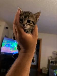 two adult female cats and kittens for free - Photo 7