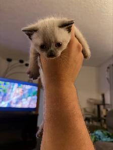 two adult female cats and kittens for free - Photo 8