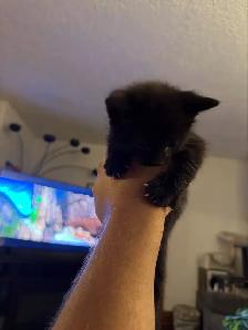 two adult female cats and kittens for free - Photo 9