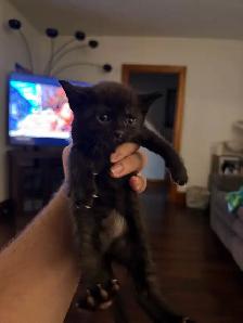 two adult female cats and kittens for free - Photo 10