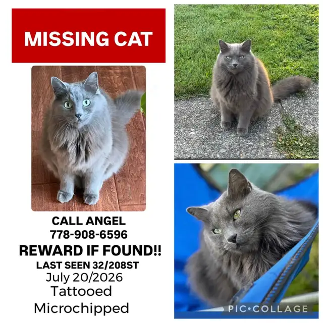 MISSING RUSSIAN BLUE CAT