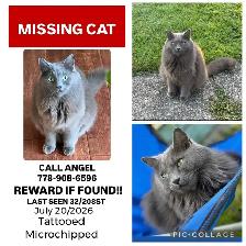 MISSING RUSSIAN BLUE CAT