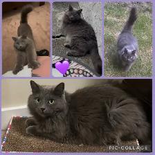 MISSING RUSSIAN BLUE CAT - Photo 2