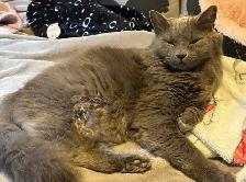 MISSING RUSSIAN BLUE CAT - Photo 3